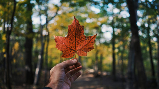 Holding a maple tree leaf in the forest