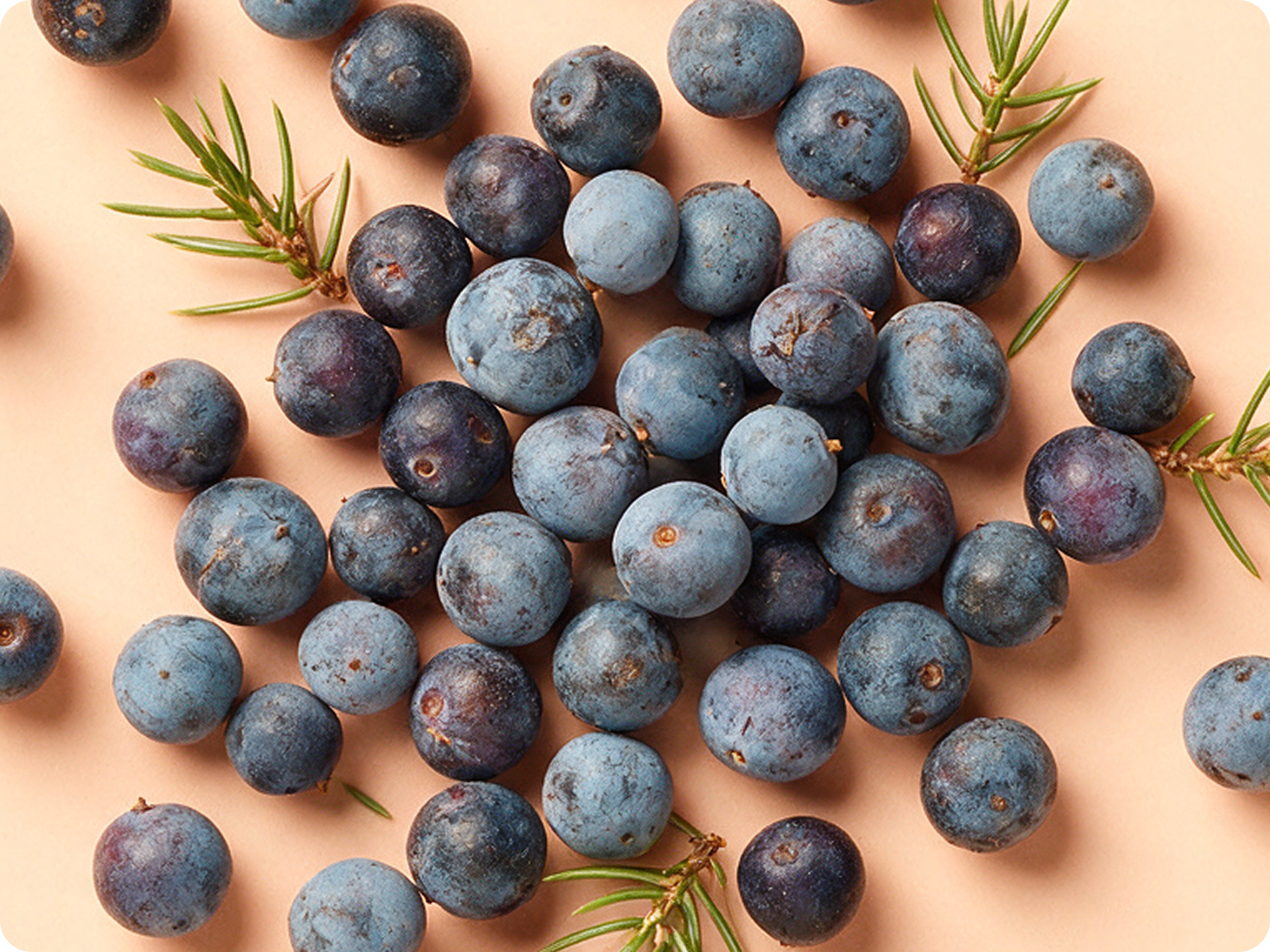 Juniper Fruit